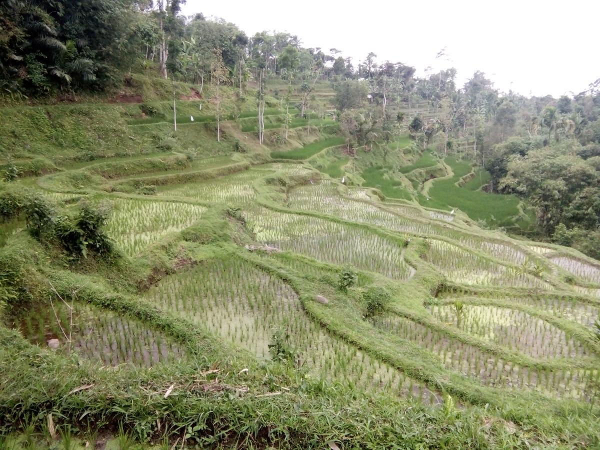 Tetebatu Terrace Homestay Bagian luar foto