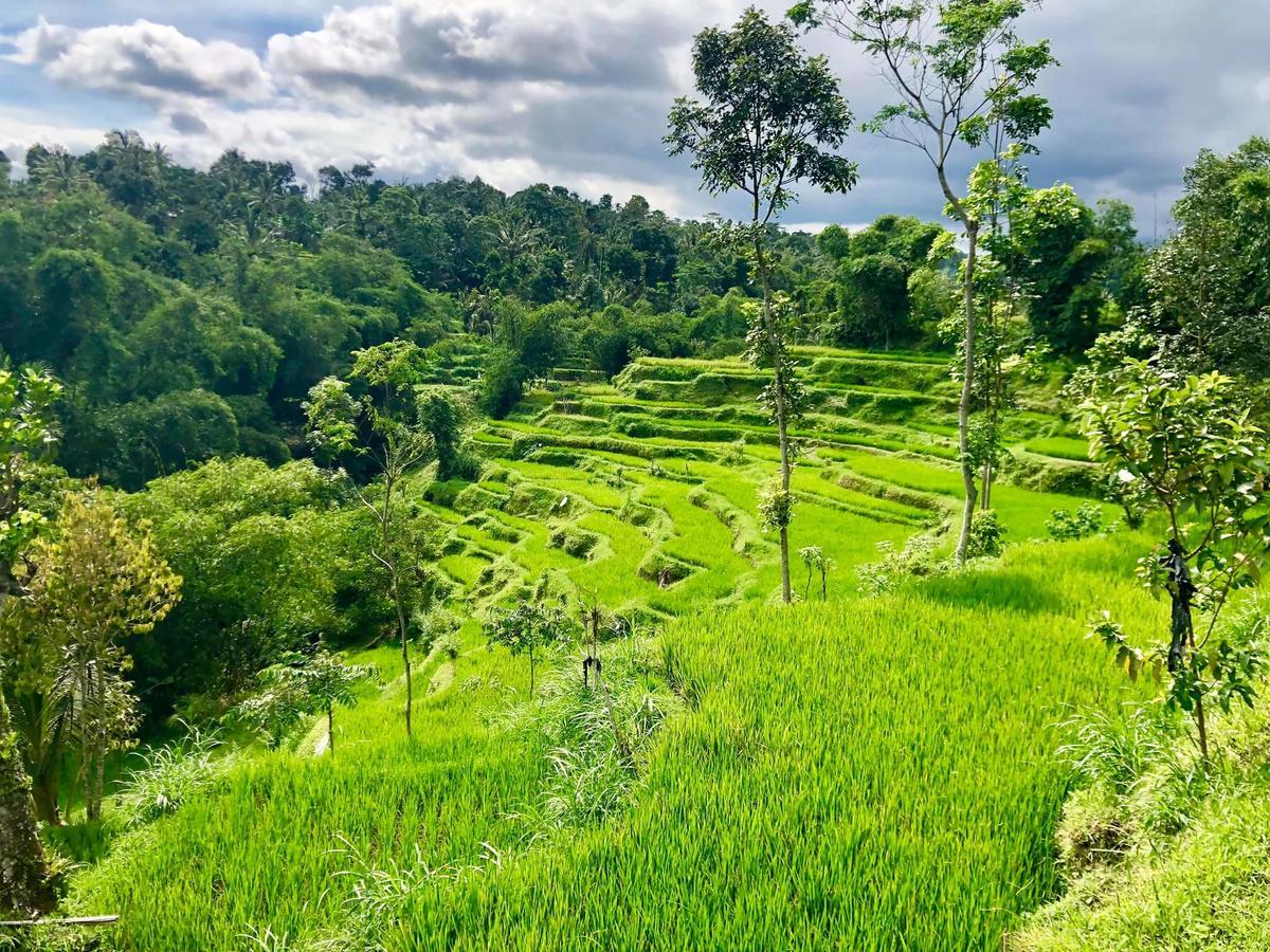 Tetebatu Terrace Homestay Bagian luar foto